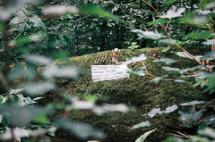 Bazaar Festival 2026