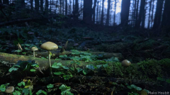 Czech Fungi Fest 2026